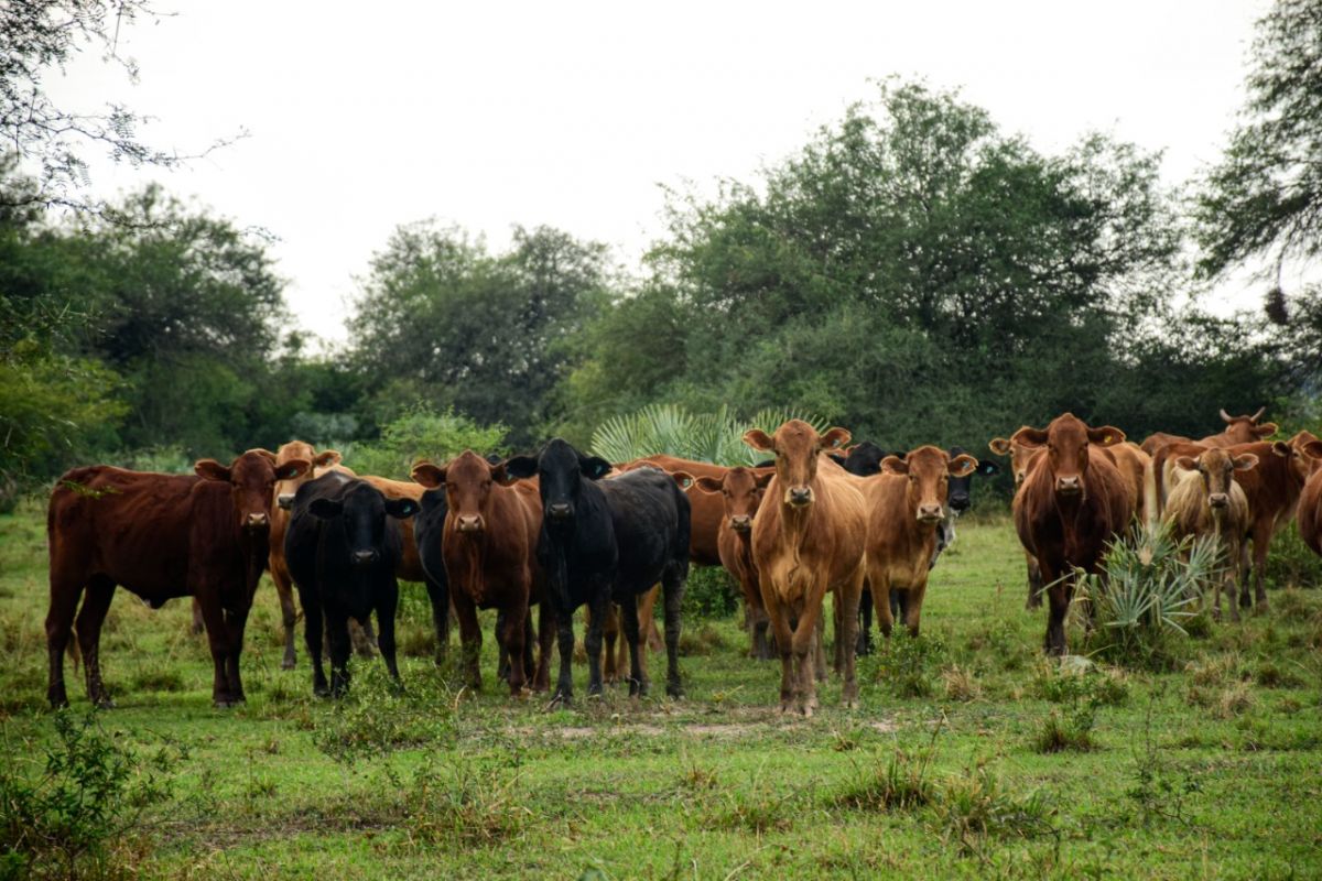 Población Animal